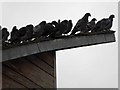 TA2608 : Coo pigeons on the café roof by Steve  Fareham