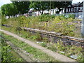 The disused milk train platforms at West Ealing
