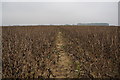 Footpath leading to Holton le Clay