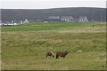 HP6412 : Shetland ponies at Haroldswick by Mike Pennington