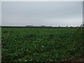 Crop field off Heath Lane