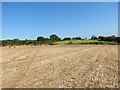 Cae llafur wedi ei gynaeafu / Harvested corn field