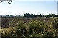 Flat farmland near Stockton on the Forest