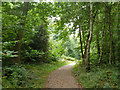 Path in Hockley Woods