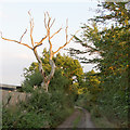 Dead tree, Honeypot Lane (public footpath), Tolleshunt Knights