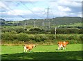 SN2913 : Cattle at Trefenty by Gordon Hatton