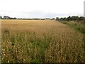 Arable field east of Field House