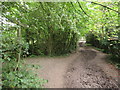 Path junction in Great Church Wood