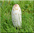 Shaggy ink cap, Belfast (September 2014)