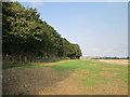 Windbreak  trees  around  covered  reservoir