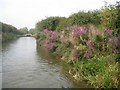 Grand Union Canal: Aylesbury Arm: Reach in Wilstone