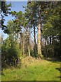 Pines near Widdicombe House