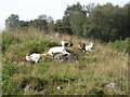 Goats basking in the September sun off the Teer Road