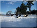 Winter feeding of sheep, Higher Eype