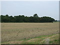 Farmland, Smaller Gorse Farm