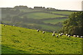 West Somerset : Grassy Field & Sheep