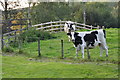 West Somerset : Cattle Grazing