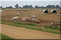 Pigs at Capel St Andrew farms, Butley