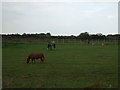 Grazing, Ferny Knoll