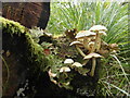 NR7991 : Fungi and lichens on a stump by sylvia duckworth