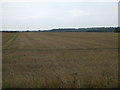 Stubble field east of Burrows Lane