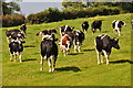 West Devon : Grassy Field & Cattle