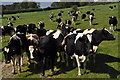 West Devon : Grassy Field & Cattle