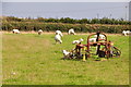 Torridge : Grassy Field & Sheep