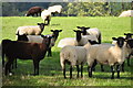 Mid Devon : Grassy Field & Sheep