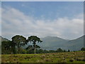 Scots pines at Lettermay