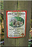 NY5234 : Squirrel notice by Richard Dorrell