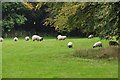 ST0029 : West Somerset : Grassy Field & Sheep by Lewis Clarke