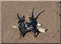 TF7345 : Dried up Mermaid's purse by Pauline E