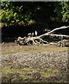 Egret, West Looe River