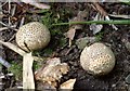 SX2454 : Puffballs, Kilminorth Wood by Derek Harper