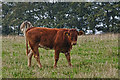 West Somerset : Cattle Grazing