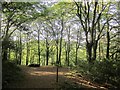 Path junction, Kilminorth Wood