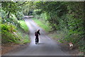 West Somerset : Country Lane