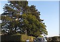 Trees by Burtons Lane, Chorleywood