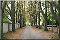 Banstead: Avenue of beeches leading to Haughdell House