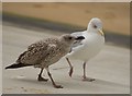 Promenading seagulls, Margate