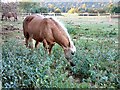 Grazing horses at Adbolton