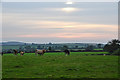 West Somerset : Grassy Field & Cattle