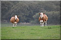 West Somerset : Grassy Field & Cattle