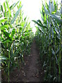 Path through the maize in Ashton Keynes