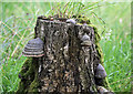 Hoof fungus (Fomes fomentarius)