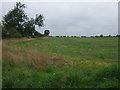 Farmland and hedgerow