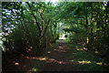 Footpath through Hecks Wood