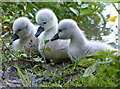 Three cygnets along the Oxford Canal