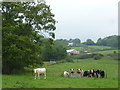 Cattle at Horseshoe Green Farm